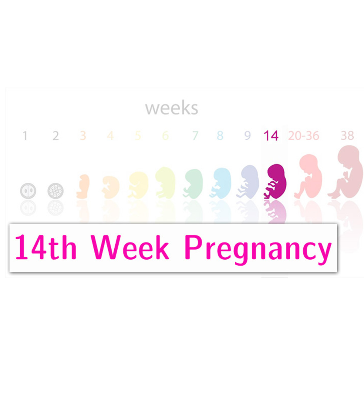 14th Week Pregnancy: Symptoms, Baby Development And Tips